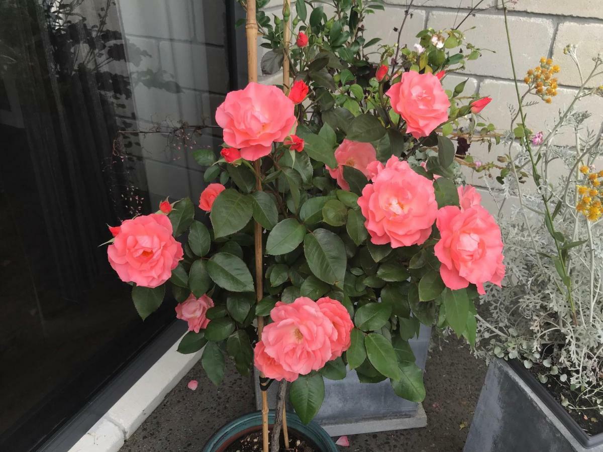 Arohanui Rural Retreat B&B Tauranga Zewnętrze zdjęcie